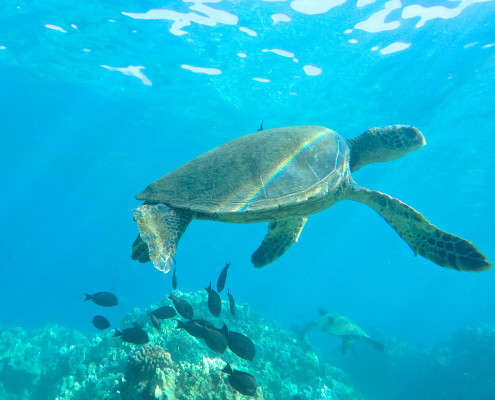 Turtle Rainbow Shell Turtle Rainbow Shell